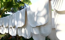 Hàng nghìn tấn 'vàng trắng' của Việt Nam được Mỹ mua với giá đắt đỏ: 1/3 thế giới ưa chuộng, nước ta nắm giữ diện tích trồng hơn 900.000 ha