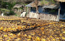 Một 'mỏ vàng' của Việt Nam được Trung Quốc, Mỹ đua nhau mua hàng: Chiếm 90% nguồn cung toàn cầu, cả thế giới nuôi nhưng chỉ nước ta tạo ra ngành công nghiệp