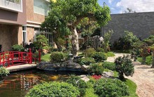 Trồng cây sung ở vị trí đắc địa nhất trong nhà, lộc lá kéo đến, sung túc quanh năm