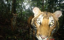 Loài vật quý hiếm bậc nhất hành tinh: Còn chưa đến 150 cá thể hoang dã, "cực kỳ nhút nhát"