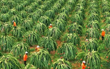 Không phải sầu riêng, một loại 'siêu trái cây' đang gặp khó tại Trung Quốc: Giá bất ngờ lao dốc 1 nửa, Việt Nam trồng nhiều nhất thế giới