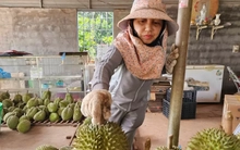 Sầu riêng rớt giá do... ông trời