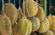 “Trồng sầu riêng ở Trung Quốc không hề dễ dàng”, cứu tinh nào giúp láng giềng Việt Nam chuẩn bị đón vụ mùa bội thu, gây áp lực lên các đối thủ?