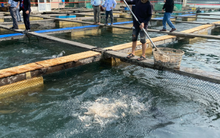 Kho báu ngầm của Việt Nam được Hàn Quốc, Thái Lan cực kỳ mê: Nửa năm thu hơn 300 triệu USD - Mỹ, Trung Quốc cũng liên tục chốt đơn