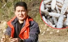 Tìm "mỏ vàng” trên cây thuốc có từ 2.000 năm trước, kiếm tiền tỷ/năm