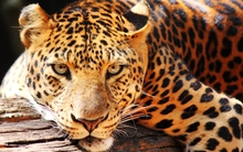 Loài vật quý hiếm còn chưa đến 100 con trong tự nhiên, mỗi cá thể có một đặc điểm độc nhất vô nhị