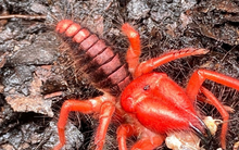 Lần đầu phát hiện loài vật hiếm có chỉ xuất hiện ở Việt Nam: Nguy hiểm bậc nhất thế giới, có nguồn gốc xa xôi