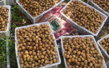 Không phải sầu riêng, một loại quả đang khiến nông dân Thái Lan rơi vào cảnh ‘sầu’: Sản lượng tăng nóng khiến giá giảm mạnh, Chính phủ vừa chi 1 tỷ baht để giải cứu