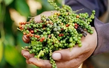 Bất ngờ giá hồ tiêu Việt Nam