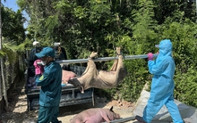 Hàng ngàn con heo chết vì mắc dịch tả heo châu Phi, vì sao vắc-xin chưa được sử dụng rộng rãi?