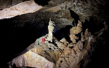 Việt Nam vừa phát hiện 1 loài vật mới xuất hiện ở Quảng Trị: Hé lộ mối liên kết đặc biệt với quốc gia hàng xóm