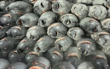 ‘Siêu thực phẩm’ của Việt Nam được đối thủ Thái Lan mạnh tay săn lùng: Xuất khẩu tăng trưởng 3 chữ số, Mỹ là khách ruột nhiều năm liên tiếp