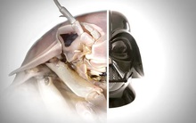 Lần đầu tìm thấy loài vật hiếm chỉ có ở Việt Nam: Kích thước lớn nhất thế giới, nguồn gốc tiến hóa bí ẩn