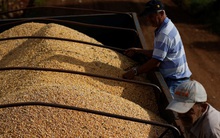 Lào đưa sang Việt Nam hàng chục nghìn tấn hàng quan trọng - Nước ta có diện tích trồng top 30 thế giới vẫn phải chi tiền nhập khẩu