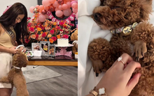 Cô gái chi 50 triệu tổ chức sinh nhật cho thú cưng, cư dân mạng cãi nhau nảy lửa