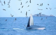 Cá voi nhảy múa, săn mồi ở vịnh Nha Trang