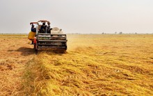 Cải thiện hiệu quả sản xuất trong Q2/2025, TCO kỳ vọng đẩy mạnh doanh thu trong Q3/2025 nhờ vụ Hè Thu và M&A thêm nhà máy