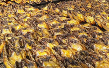 Cả thế giới tranh nuôi nhưng chỉ Việt Nam tạo nên ngành công nghiệp tỷ đô từ "mỏ vàng" này - chiếm 95% thị phần toàn cầu