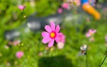 Thị trường sàn la liệt, cổ phiếu DN phân phối ô tô lớn nhất nước "ngược dòng" bứt phá