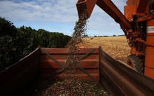 Không thể trồng trong nước, Mỹ có thể miễn thuế nhập khẩu với một loạt nông sản quan trọng, Việt Nam xuất khẩu sang hàng chục nghìn tấn từ đầu năm