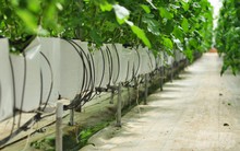 Tỉnh này đã làm gì mà loại quả quen thuộc với người Việt tăng gấp 3 năng suất, "đẻ vàng" quanh năm?