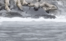 Hiện tượng bất thường: Sư tử biển lao xuống biển hàng loạt khi động đất 8,8 độ xảy ra tại Nga