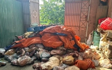 Công an Phú Thọ thu giữ hàng tấn thịt lợn bốc mùi, chủ cơ sở khai định làm lạp xưởng