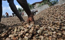 Trung Quốc liên tục chốt đơn sản vật đắt đỏ của Việt Nam: thống trị cả thế giới 2 thập kỷ, 90 quốc gia nhanh chân săn lùng