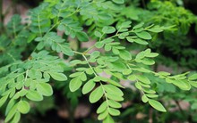 Việt Nam có 1 loại "lá trường thọ", được Mỹ đánh giá tốt hơn cả trà xanh: Từ rễ đến ngọn đều là thuốc, bổ ngang tổ yến nhân sâm