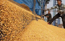 Hàng chục nghìn tấn hàng từ Lào tràn sang Việt Nam với giá siêu rẻ - Nước ta có diện tích trồng top 30 thế giới vẫn chi tiền tỷ nhập khẩu