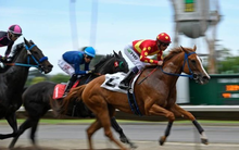 Thị phần môi giới HoSE quý 2/2025: Chứng khoán SSI lên cao nhất 9 quý