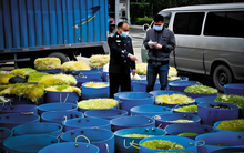 Theo dõi căn nhà chỉ sáng đèn vào 4h sáng, triệt phá xưởng ủ giá đỗ bằng hóa chất độc hại: Tịch thu 2,5 tấn giá chuẩn bị bán cho siêu thị, nhà hàng