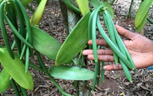 Loại quả đắt đỏ bậc nhất thế giới, từng có giá 15 triệu đồng/kg, ở Việt Nam có người trồng thành công