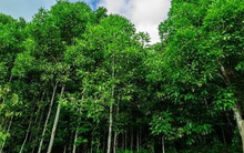 ‘Trợ lực’ từ Indonesia đổ bộ giúp Việt Nam thống lĩnh một mặt hàng của thế giới: Là loại cây từ gốc đến ngọn đều ra tiền, thu về hàng trăm triệu USD mỗi năm