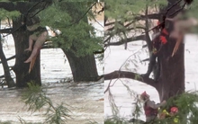 Cô gái bị lũ quét cuốn trôi 32km được tìm thấy trong tình cảnh gây sốc