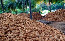 Không phải sầu riêng, một báu vật triệu đô của Việt Nam khiến Trung Quốc, Mỹ mê mẩn: diện tích trồng 200.000 ha, giá xuất khẩu tăng gấp 6 lần