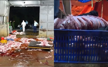 Vụ triệt phá 3 đường dây giết mổ, buôn bán lợn bệnh tại Hà Nội: Tuồn cả nghìn con lợn bệnh ra thị trường, thu lợi 400 triệu chỉ trong 2 tháng