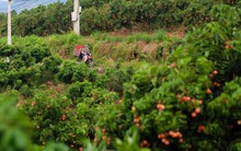 Mặt hàng xuất khẩu tăng gấp 3 lần: Ai đã âm thầm gom loại đặc sản ngon "cực phẩm" của Việt Nam?