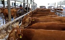 'Đây là khủng hoảng lớn nhất từ khi tôi làm nông' - Nông dân Hàn Quốc than trời vì bò Mỹ nhập khẩu, nhiều trang trại phải đóng cửa suốt 3 năm