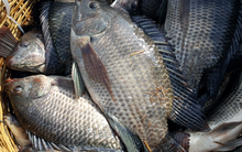 Đi chợ thấy bán cá này nhất định phải mua ngay: Bổ hơn cá hồi mà giá rẻ chỉ bằng 1/4, chợ Việt thường có nhiều