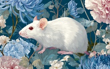 Tổng quan tài vận 12 con giáp tháng 8: Ai hái lộc liên tiếp, ai cần thắt chặt chi tiêu?