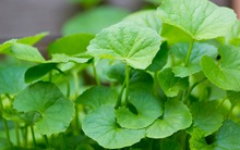 Đi chợ thấy loại rau này nhớ mua ngay: Chống rụng tóc, kích thích mọc tóc con cực tốt, chỉ 15.000 đồng/kg