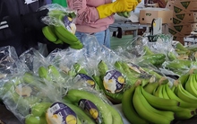 Giải mã sức nóng của chuối Việt Nam ở thị trường Trung Quốc, Nhật Bản