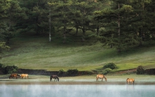 Savills: Đà Lạt hội tụ nhiều điều kiện trở thành điểm đến của giới siêu giàu