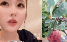 Triệu Lộ Tư giải cứu 600 tấn táo ế, Trung Quốc 1,4 tỷ dân phải gọi cô là "thánh nữ bán hàng"!