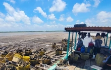 Thủ phủ hàu Vân Đồn điêu đứng, hàng Trung Quốc giá rẻ tràn lan