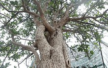 3 loại cây cảnh được người giàu thích trồng hơn cả hoa: Vừa sang trọng, đẹp nhà, vừa tốt cho sức khỏe