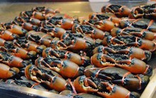 Kho báu dưới nước của Việt Nam sang Trung Quốc, EU đắt hàng kỷ lục: đạt đỉnh 10 năm, chất lượng thơm ngon vượt trội