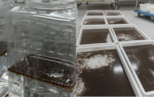 Trung Quốc thả 5 triệu con muỗi mỗi tuần giữa tâm dịch Chikungunya