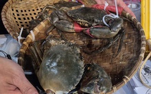 Xuất khẩu cua ghẹ đạt kỷ lục 10 năm, thu về hàng ngàn tỉ đồng